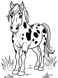 Appaloosa paard