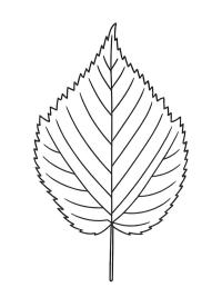 Elzenblad