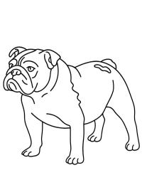 Engelse buldog