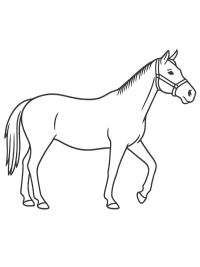 Engelse volbloed