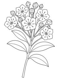 Kalmia