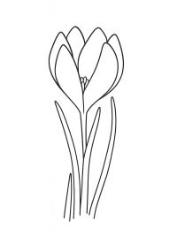 Krokus