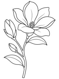 Magnolia